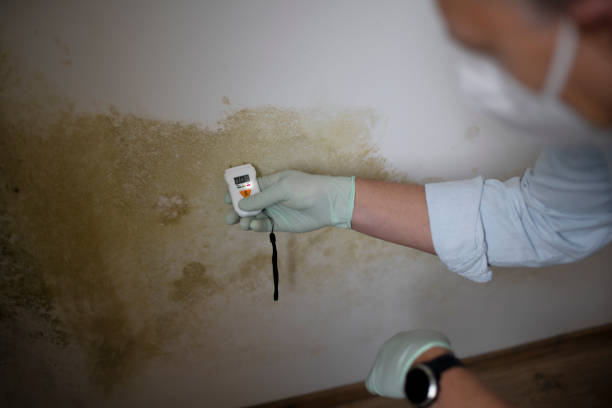 Best Emergency Mold Removal  in Jersey Shore, PA