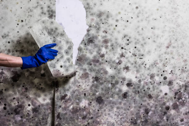 Best Best Mold Removal Companies  in Jersey Shore, PA